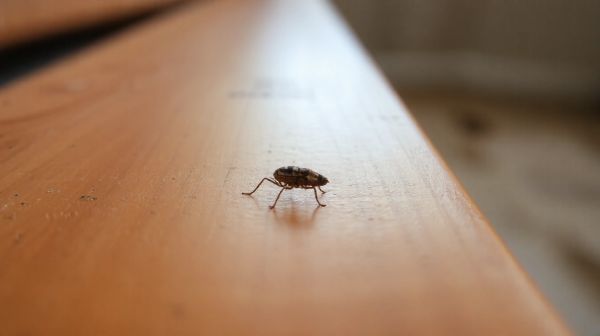 Les meilleures astuces pour identifier une punaise de lit